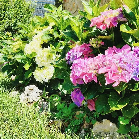 农家乐 Quinta Do Bamby 莱里亚