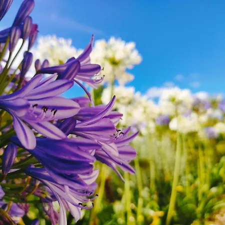 Quinta Do Bamby Gospodarstwo agroturystyczne