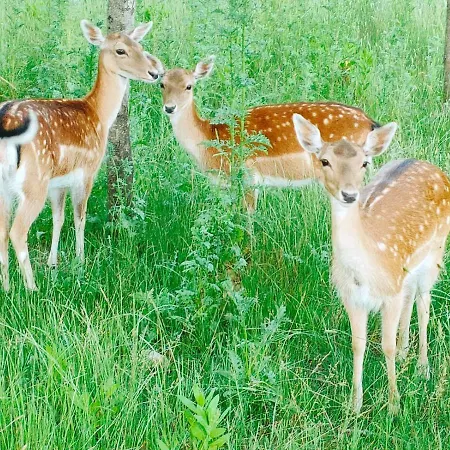 农家乐 Quinta Do Bamby