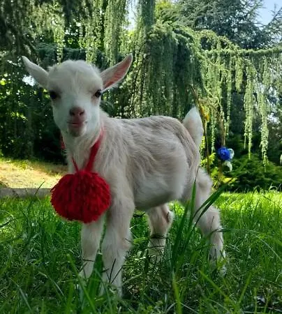 Quinta Do Bamby Gospodarstwo agroturystyczne *