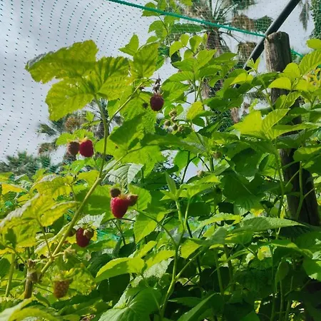 Gospodarstwo agroturystyczne Quinta Do Bamby *