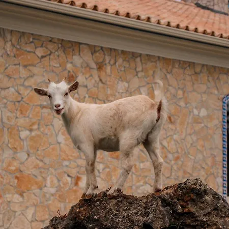 Quinta Do Bamby 农家乐 莱里亚