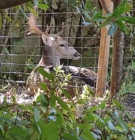 Quinta Do Bamby 农家乐 *