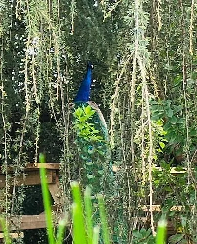 Quinta Do Bamby